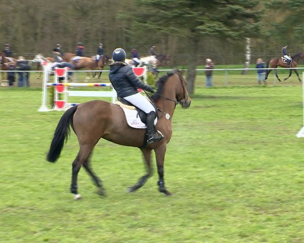 Springturnier Wildeshausen 2016