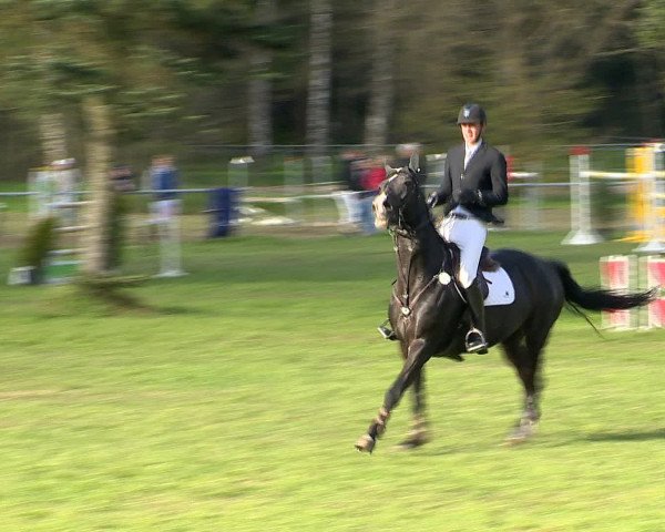 Springturnier Wildeshausen 2016