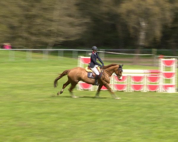 Springturnier Wildeshausen 2016