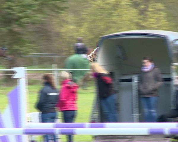 Springturnier Wildeshausen 2016