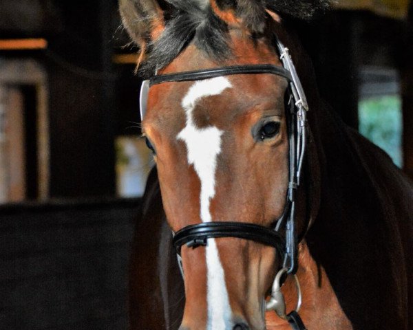 horse Glückskind 196 (Bavarian, 2013, from Genesis)