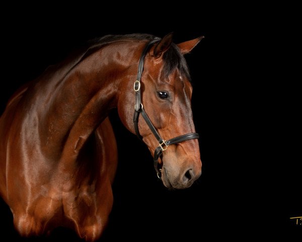 dressage horse Sir Willy 3 (Oldenburg, 2005, from Sagnol)