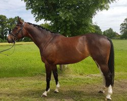 broodmare E'Clair J (Westphalian, 2007, from Ehrendorf)