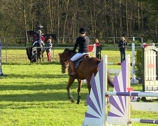 Springturnier Wildeshausen 2016