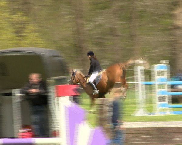 Springturnier Wildeshausen 2016