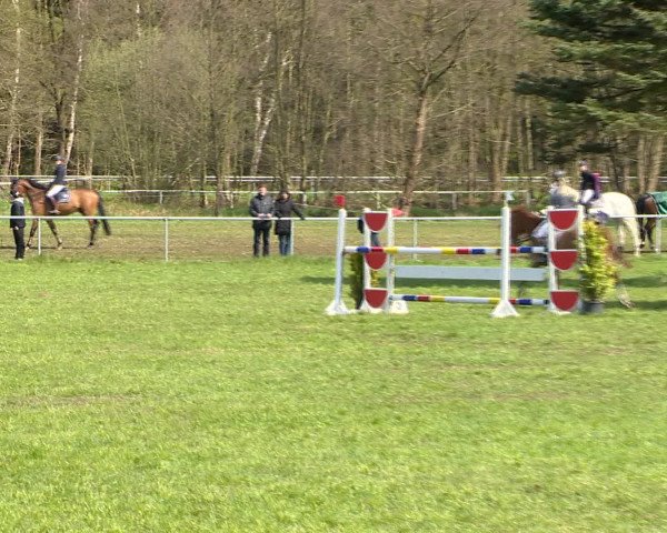Springturnier Wildeshausen 2016