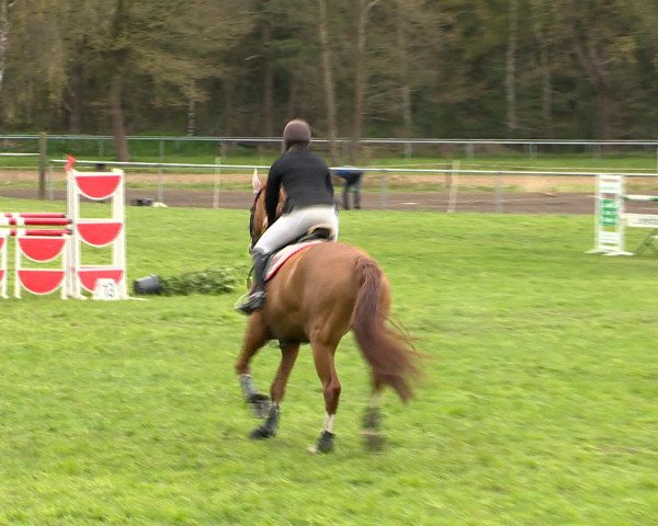 Springturnier Wildeshausen 2016