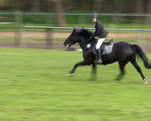 Springturnier Wildeshausen 2016