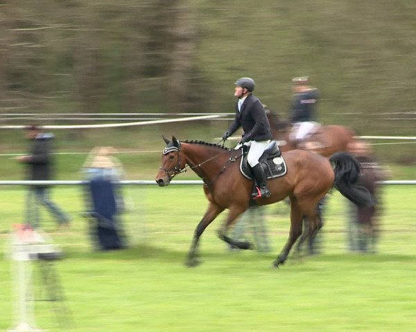 Springturnier Wildeshausen 2016