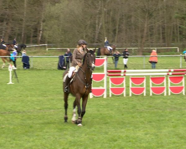 Springturnier Wildeshausen 2016