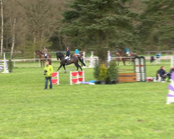 Springturnier Wildeshausen 2016