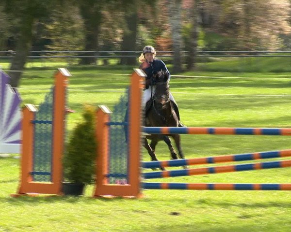 Springturnier Wildeshausen 2016