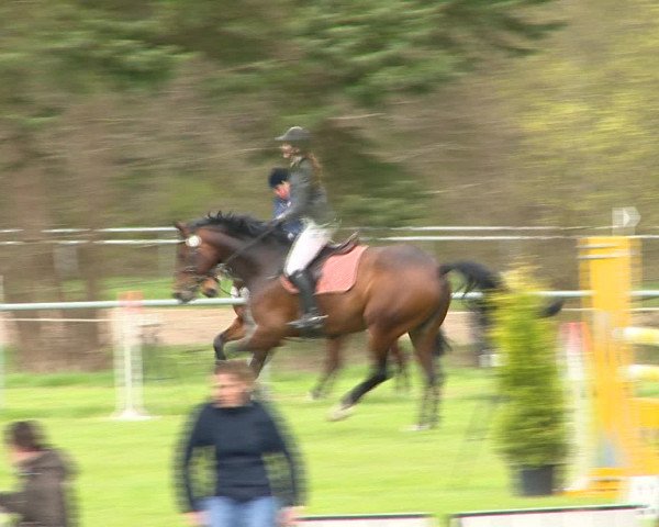 Springturnier Wildeshausen 2016