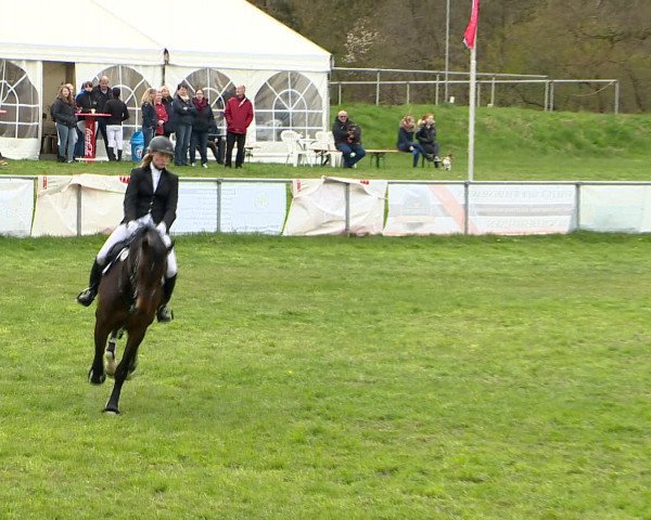 Springturnier Wildeshausen 2016