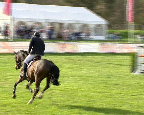 Springturnier Wildeshausen 2016