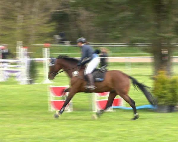 Springturnier Wildeshausen 2016