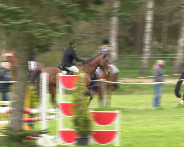 Springturnier Wildeshausen 2016