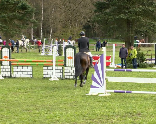 Springturnier Wildeshausen 2016