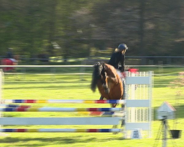 Springturnier Wildeshausen 2016