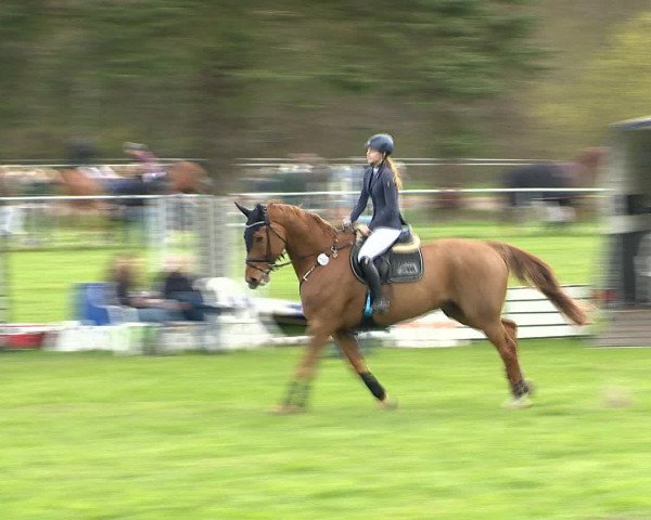 Springturnier Wildeshausen 2016