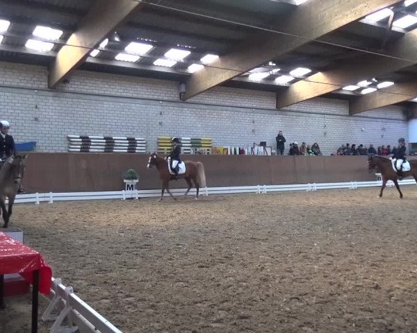 Reitturnier Leverkusen-Rheindorf 2016