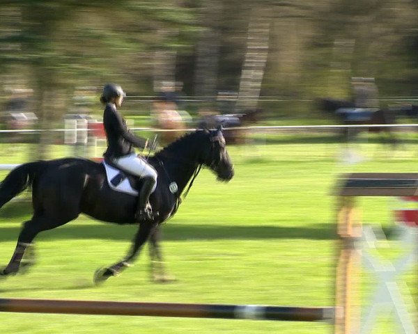 Springturnier Wildeshausen 2016