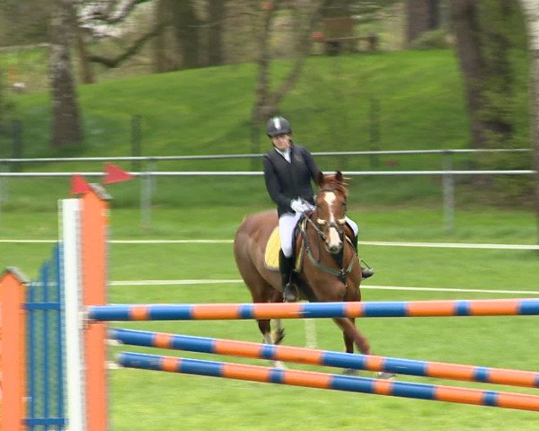 Springturnier Wildeshausen 2016