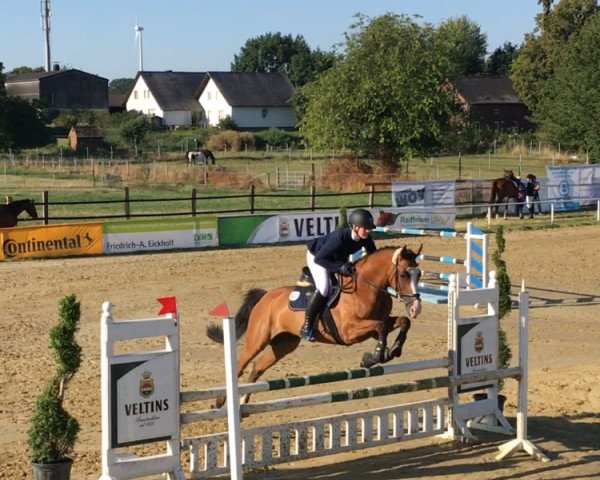 jumper Dashings Dandy (Westphalian, 2014, from Daudet xx)