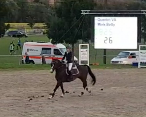 jumper Quentin VA (Holsteiner, 2009, from Quintero)
