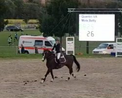 jumper Quentin VA (Holsteiner, 2009, from Quintero)