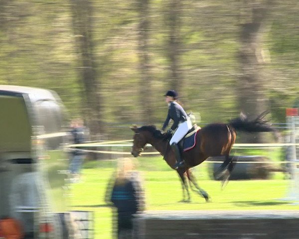 Springturnier Wildeshausen 2016