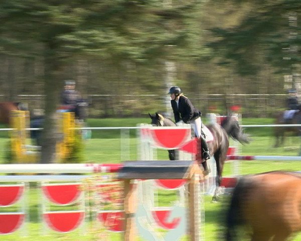 Springturnier Wildeshausen 2016