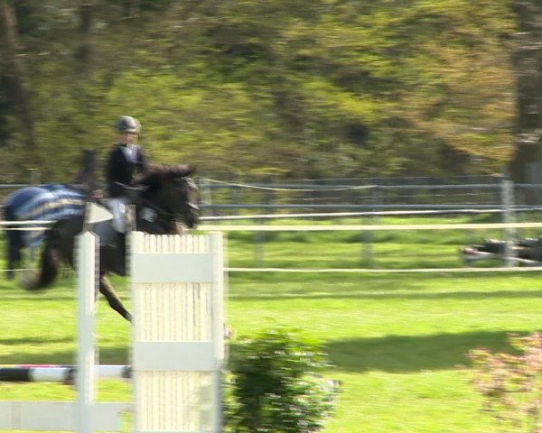 Springturnier Wildeshausen 2016