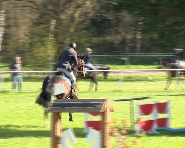 Springturnier Wildeshausen 2016