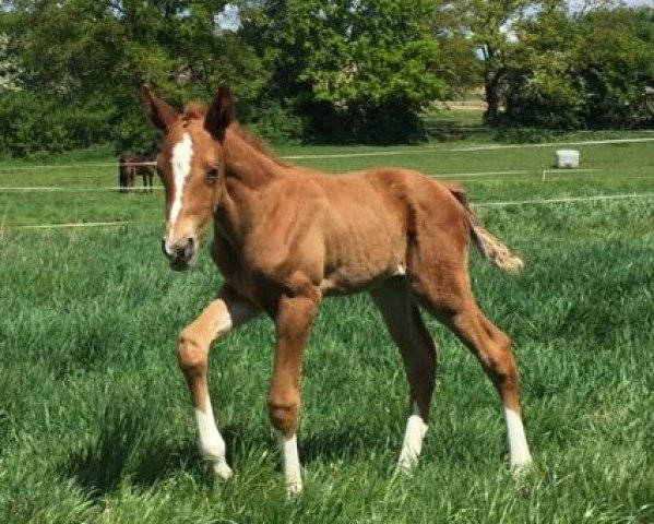 horse Belle Amie (Oldenburg, 2020, from Bon Courage 4)