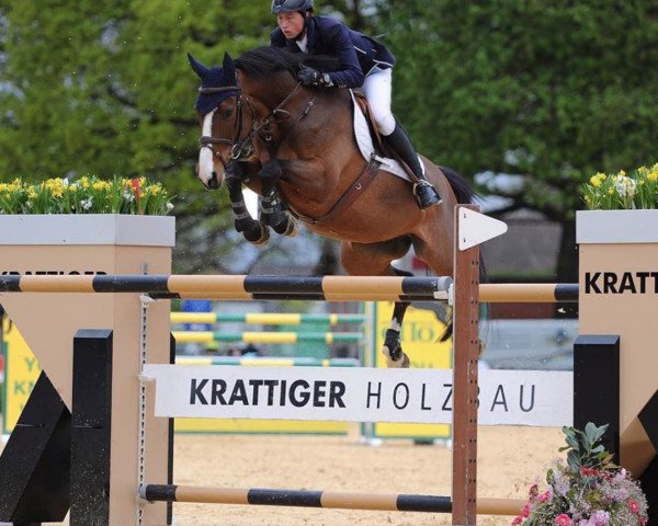 jumper Uppsala du Figuier (Selle Français, 2008, from Berlin)