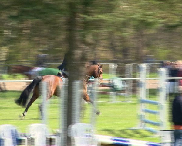 Springturnier Wildeshausen 2016