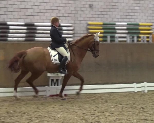 Reitturnier Leverkusen-Rheindorf 2016