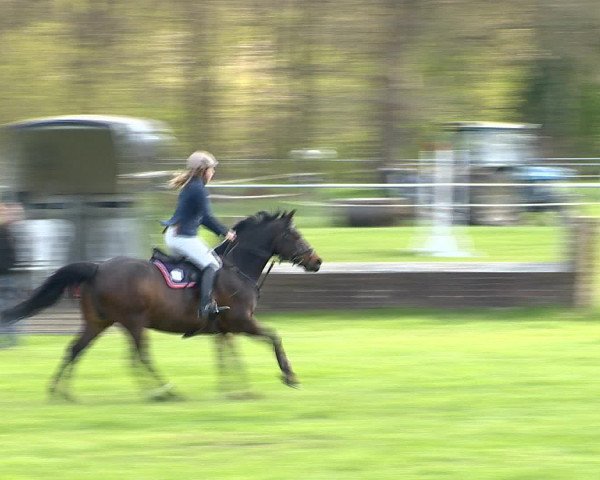 Springturnier Wildeshausen 2016