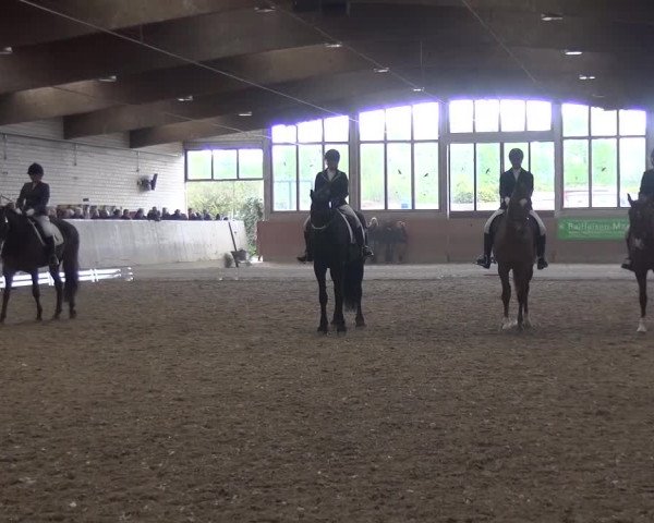 Reitturnier Leverkusen-Rheindorf 2016