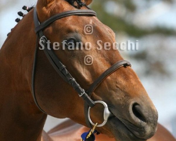 horse Sherkahn de La Chatre (Selle Français, 2006, from Flipper d'Elle)