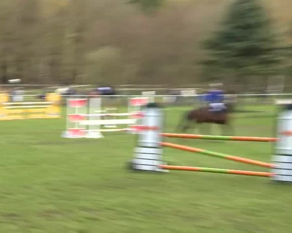 Springturnier Wildeshausen 2016