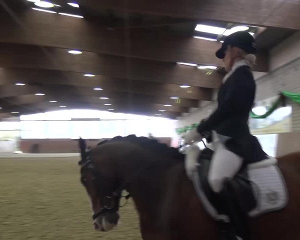 Reitturnier Leverkusen-Rheindorf 2016