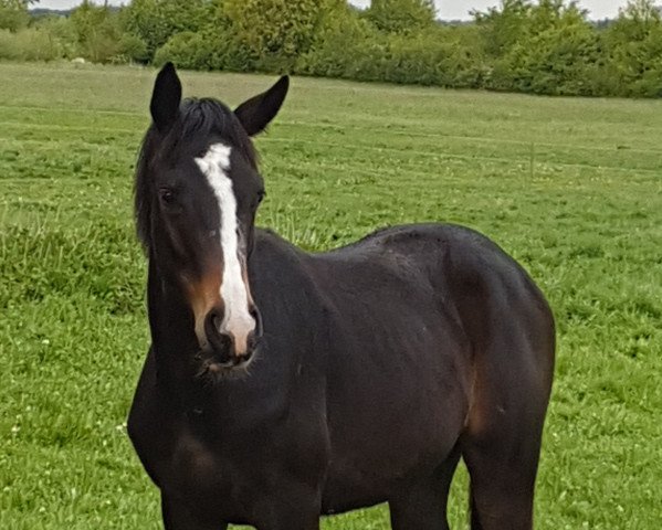 horse Bon Coeur's Summer of Love (Oldenburg, 2019, from Bon Coeur)