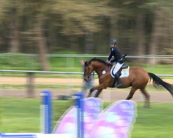 Springturnier Wildeshausen 2016