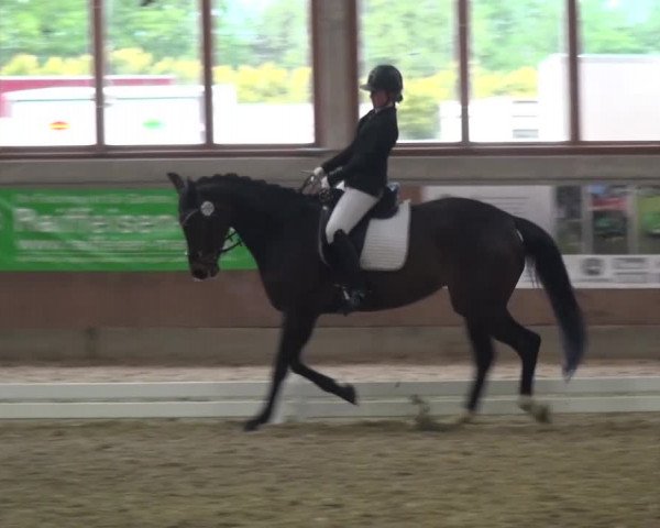 Reitturnier Leverkusen-Rheindorf 2016