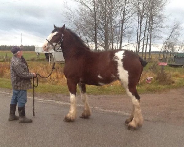 Zuchtstute Bell's Superior Dodie (Clydesdale, 2013, von Tablerock's Cracker Jack) Zuchtstute Bell's Superior Dodie (Clydesdale, 2013, von Tablerock's Cracker Jack)