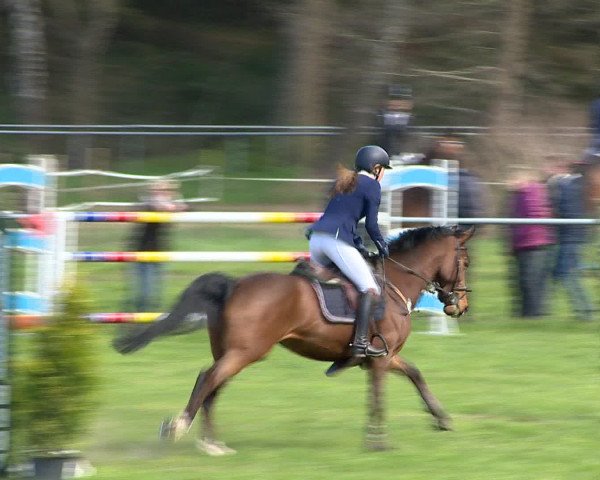 Springturnier Wildeshausen 2016