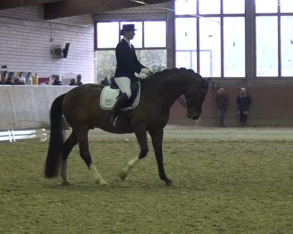 Reitturnier Leverkusen-Rheindorf 2016
