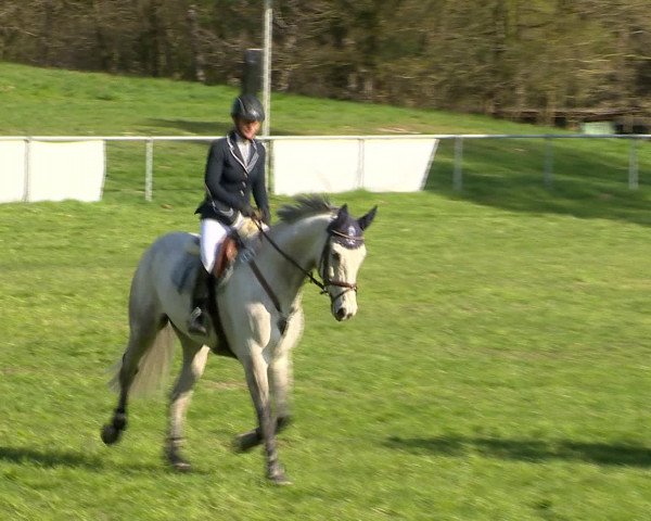 Springturnier Wildeshausen 2016
